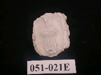 藏品(小型海百合化石)的圖片